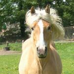 Haflinger